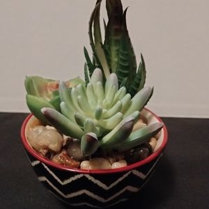 Small, Succulent ceramic pot.